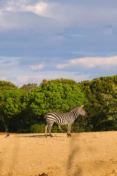 Zebra and ostrich in the wild life park. Izmir, Turkey.