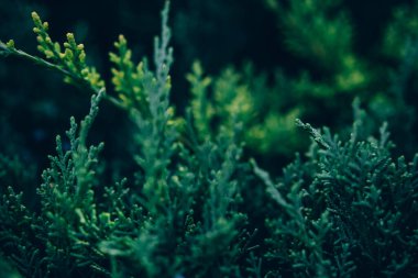 Ardıç ağacının güzel yeşil doğal arka planı .