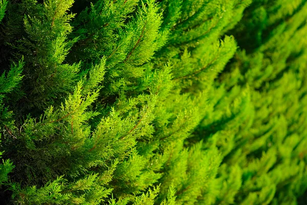 Beau Fond Naturel Vert Haie Genévrier Images De Stock Libres De Droits