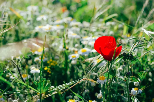Červený Mák Květiny Heřmánky Poli Letní Příroda — Stock fotografie