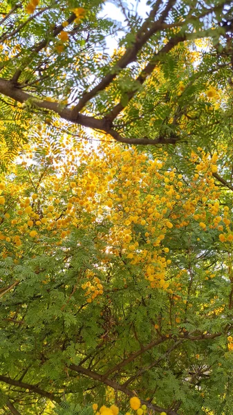 Blossoming Mimosa Tree Acacia Pycnantha Golden Wattle Spring Background — Stock fotografie