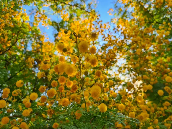 Blossoming Mimosa Tree Acacia Pycnantha Golden Wattle Spring Background — 스톡 사진