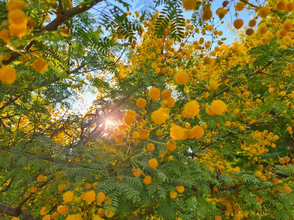 Blossoming Mimosa Tree Acacia Pycnantha Golden Wattle Spring Background — Φωτογραφία Αρχείου