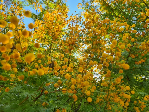 Blossoming Mimosa Tree Acacia Pycnantha Golden Wattle Spring Background — Stock Fotó