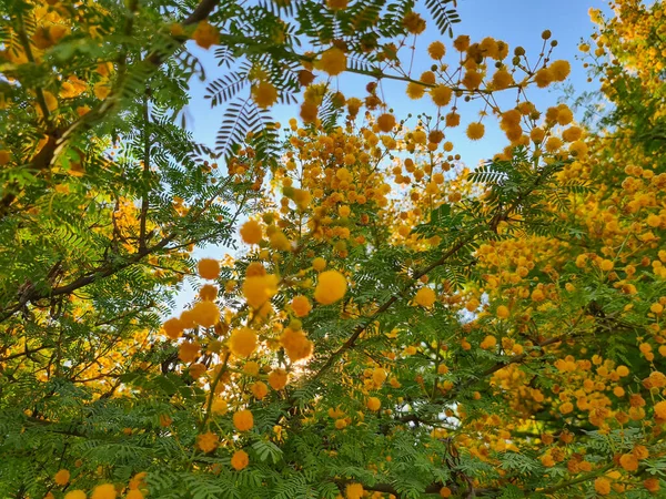 Blossoming Mimosa Tree Acacia Pycnantha Golden Wattle Spring Background — Φωτογραφία Αρχείου