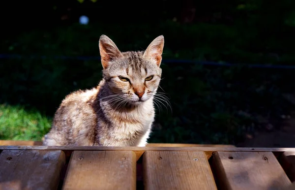 Grumpy Listrado Jovem Gato Sentado Fora Dia Ensolarado — Fotografia de Stock