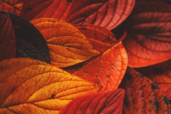 Червоне Жовте Оранжеве Осіннє Листя Темно Зеленому Тлі Сезонна Концепція Ліцензійні Стокові Фото