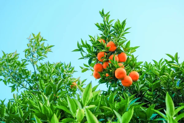 Ώριμα Πορτοκάλια Στο Δέντρο Μπλε Φόντο Του Ουρανού Συγκομιδή — Φωτογραφία Αρχείου