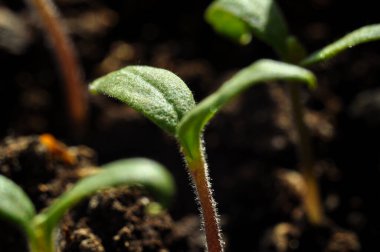 Güneşteki genç bitki, makro fotoğraf