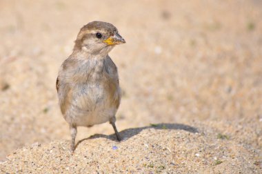 Küçük gri bir serçe kumlu bir sahilde duruyor.
