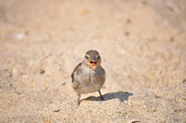 Small Gray Sparrow Stands Sandy Beach — Foto de Stock