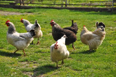 Tavuklar yeşil çimlerde otlar.