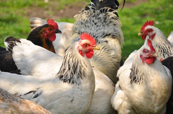 Csirkék Legelnek Zöld Gyepen — Stock Fotó