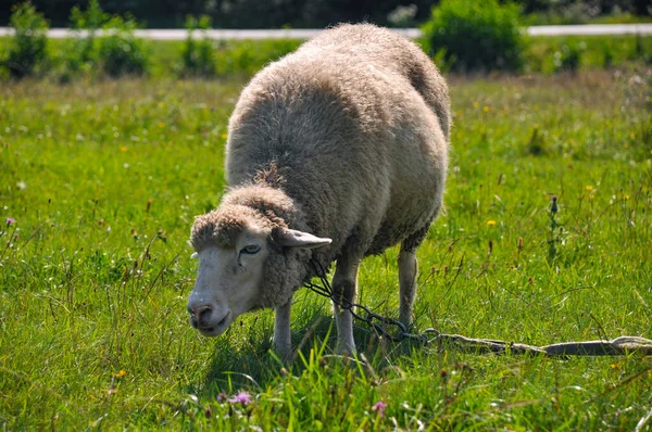 Får Äng Grönt Gräs — Stockfoto