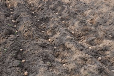 Tarlada taze organik patatesler. Toprağa patates ekiyorum. Patatesli yatak