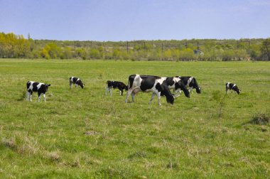 Siyah ve beyaz inekler aydınlık ve güneşli günde çimenli alanda