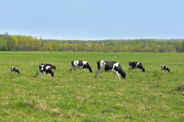 Siyah ve beyaz inekler aydınlık ve güneşli günde çimenli alanda