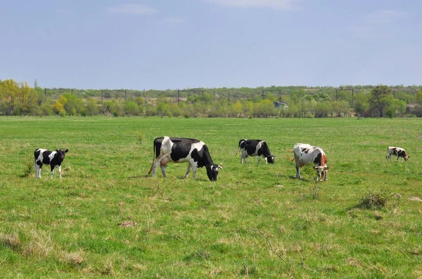 Vacas Blancas Negras Campo Herboso Día Soleado Luminoso —  Fotos de Stock