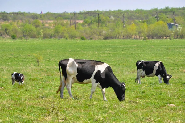 Vacas Pretas Brancas Campo Gramado Dia Brilhante Ensolarado — Fotografia de Stock
