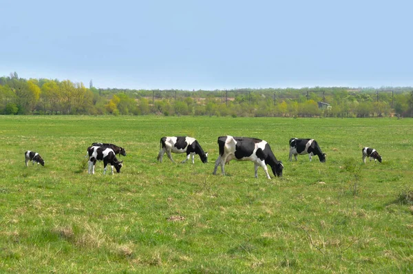 Siyah ve beyaz inekler aydınlık ve güneşli günde çimenli alanda