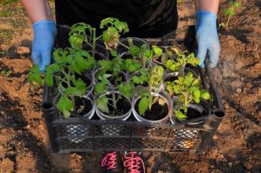 İnsan ellerinde domates fideleri