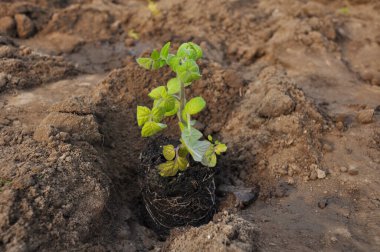 Daha önce toprağa dikim domates fidesi