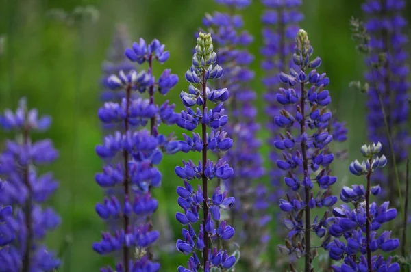 Lilac field flower from the legume family - Lupine