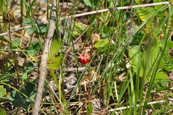 Vilda Jordgubbar Med Gröna Blad Och Mogna Röda Frukter — Stockfoto