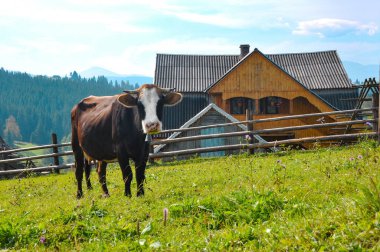 Kahverengi inek yeşil çimlerin üzerinde dağlarda.
