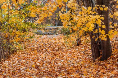 güzel sonbahar ağaçlar