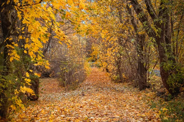 Árboles de otoño Imagen De Stock