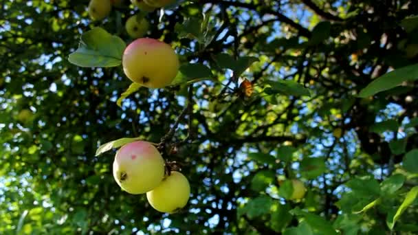 Яблоки Рейнетт — стоковое видео