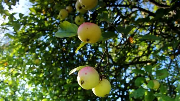 Reinette appels — Stockvideo