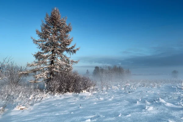 Paisaje invierno — Foto de Stock