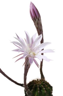 Lily kaktüs, beyaz zemin üzerine echinopsis çiçek