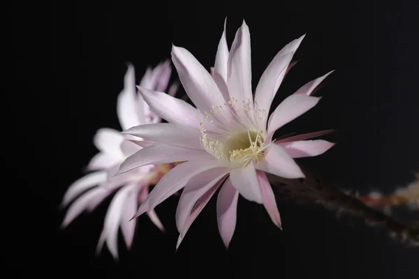 Lys cactus, Echinopsis fleur sur fond noir — Photo