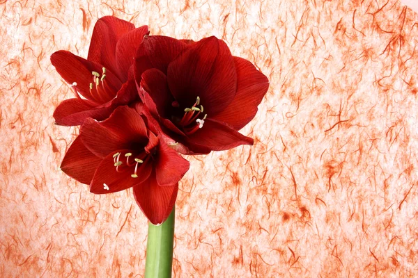 Flor de gerber vermelho no fundo colorido — Fotografia de Stock