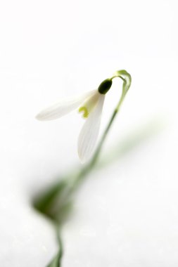 Snowdrop flower that comes from the snow in spring