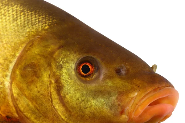 Pesce colorato che nuota libero, carpa, tinca — Foto Stock
