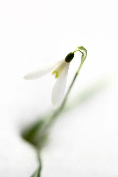 Flor de gota de nieve que viene de la nieve en primavera —  Fotos de Stock