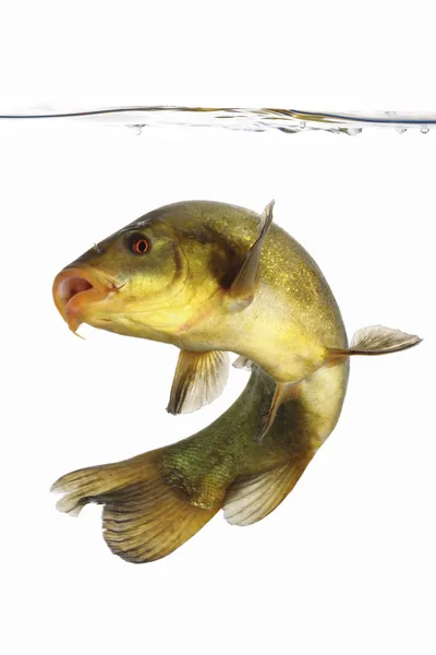 Farbige Fische schwimmen frei, Karpfen, Schleie — Stockfoto