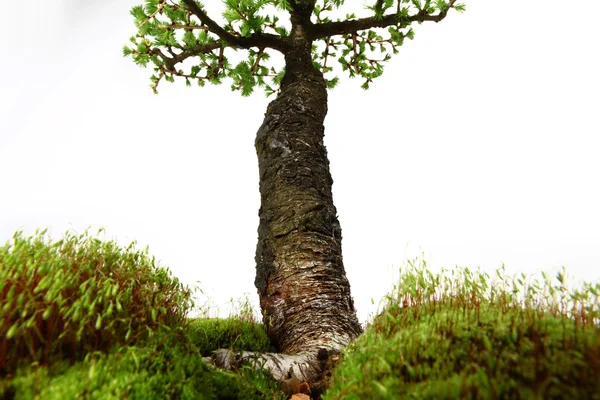 FIR tree mitt i naturen med grenar och gräset grönt — Stockfoto