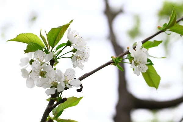 Flor de cereja em ramo — Fotografia de Stock