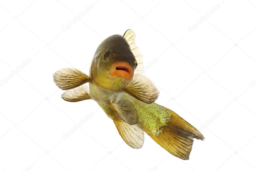 colored fish swimming free, carp, tench 