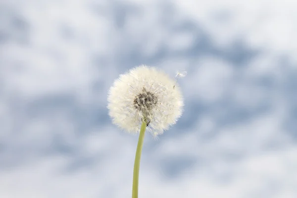 Dandelion background blue sky — Stock Photo, Image