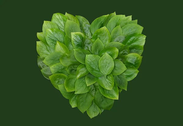 Zielone liście w kształcie serca, serce formularza, — Zdjęcie stockowe