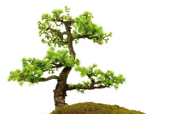 Fir tree in the middle of nature with branches and grass green — Stock Image Fir tree in the middle of nature with branches and grass green Stock Photo