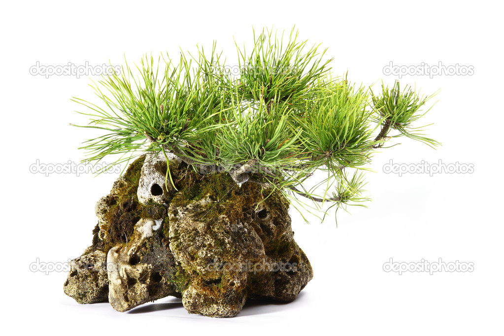 Pinus Mugo with branches and leaves in the rock 