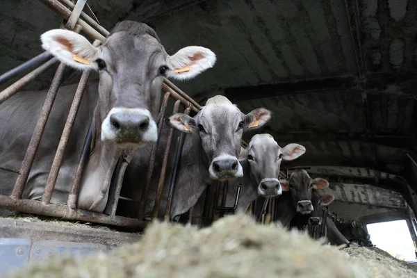 Koeien boerderij — Stockfoto