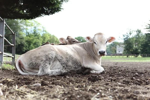 Koeien in veld boerderij — Stockfoto